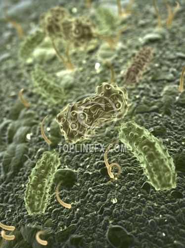 Bacteria or virus