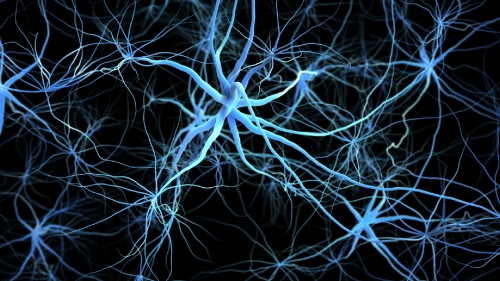 Neuron network