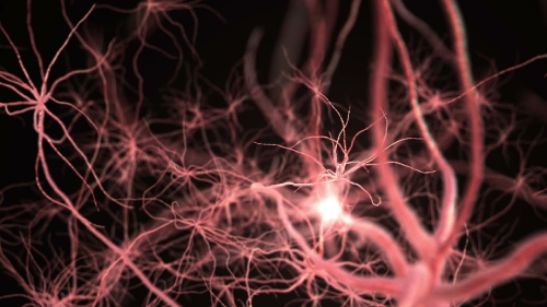 Neurone synapse network