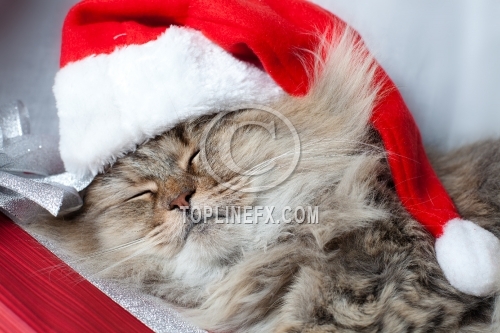 Adult  Christmas cat sleeps in red Santa Claus cap