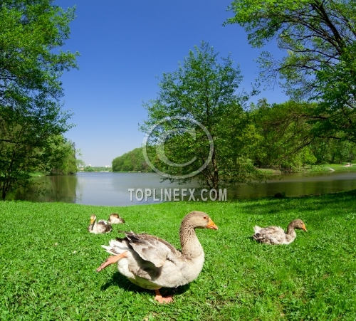 Big duck walks along grass