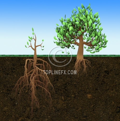 Big tree with small roots