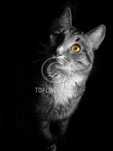 Cat on black background