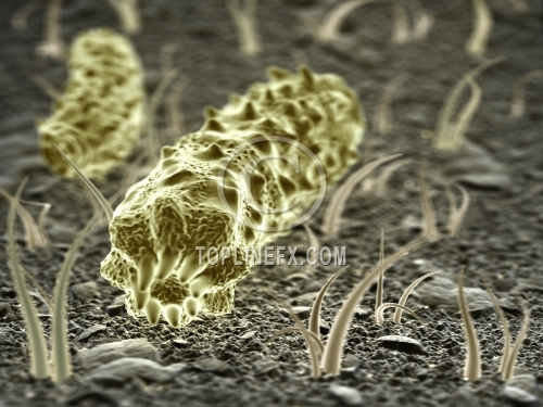 Microbes or bacteria or virus 02