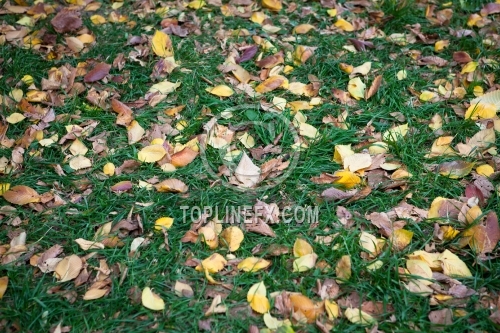 Leaves on grass