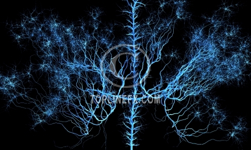 Nervous system  Medical illustration