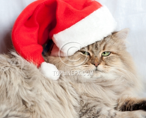Serious Christmas Cat