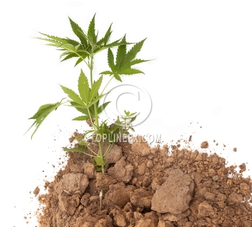 Soil on white background