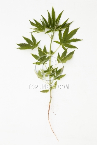 Soil on white background 03