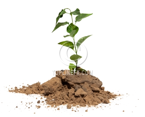 Soil on white background 04