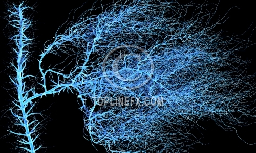 Spine and nervous system