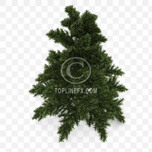 Spruce Tree